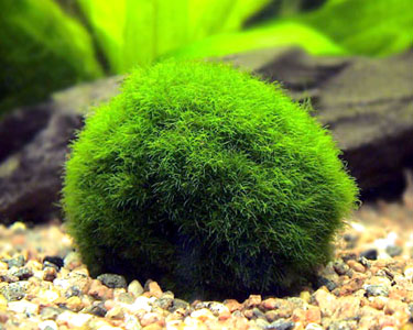 mossBall1